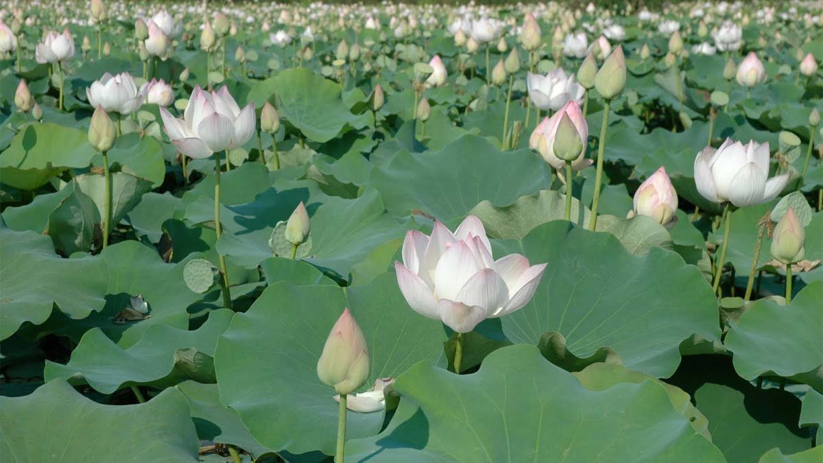 Hình nền đầm hoa sen tuyệt đẹp cho máy tính