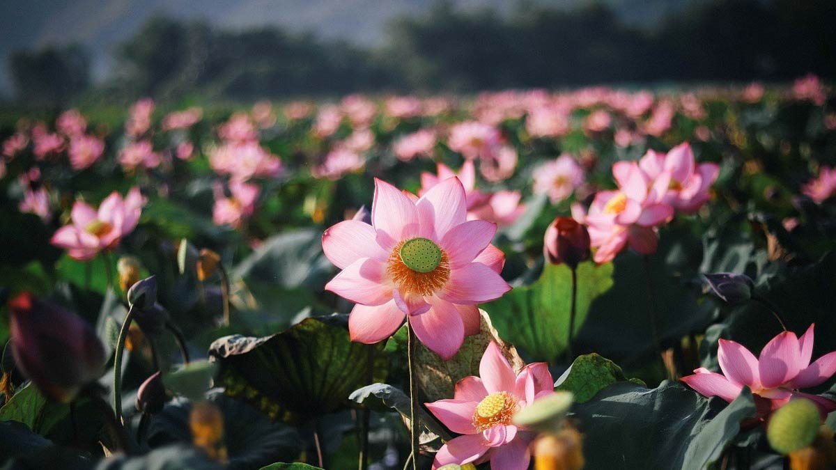 Hình nền đầm hoa sen 4K với bầu trời trong xanh cho desktop