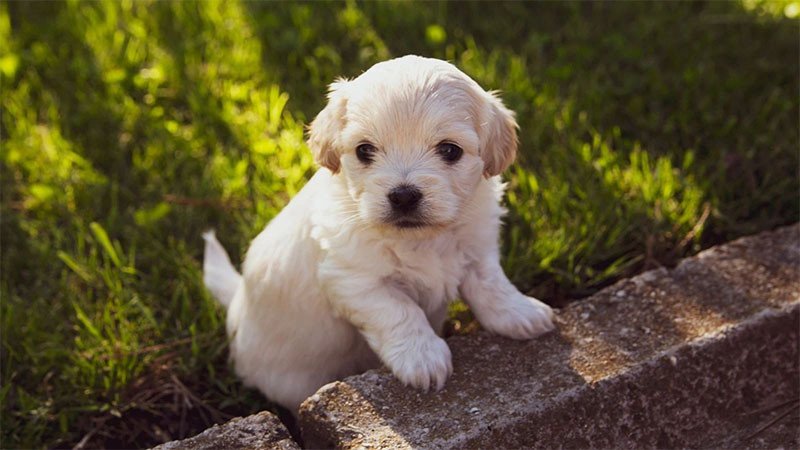 Hình Nền Máy Tính Con Chó: Hơn 100 Ảnh Độc Đáo, Thổi Bùng Cảm Hứng