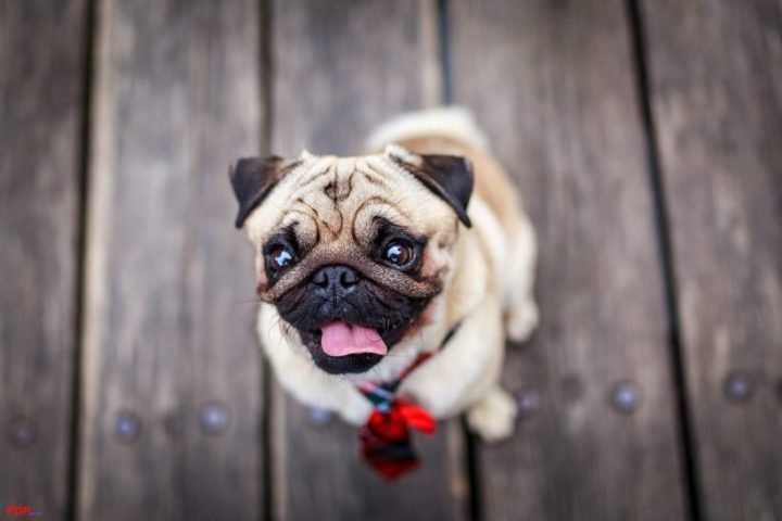 Hình nền máy tính dễ thương nhất