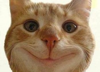 Hình nền máy tính mèo bựa với ảnh mèo đeo kính trên nền tối