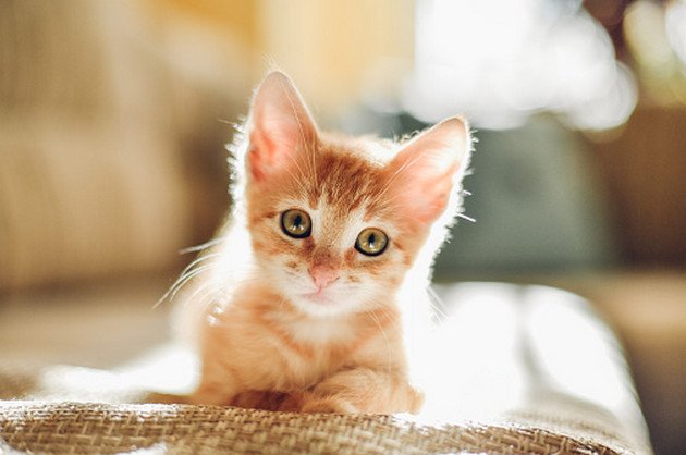 Hình nền mèo con cực đẹp, chất lượng full HD