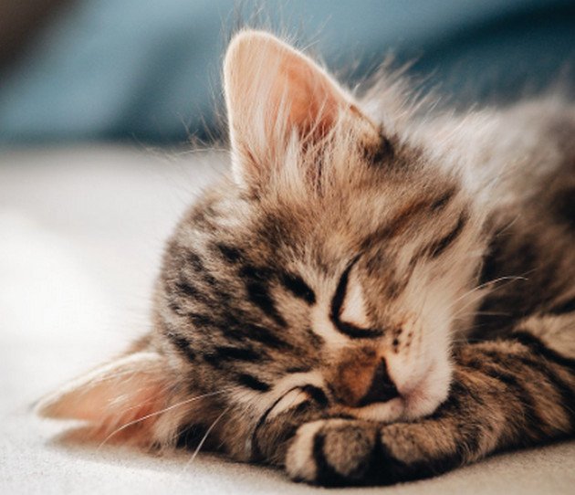 Hình nền mèo cute cho máy tính