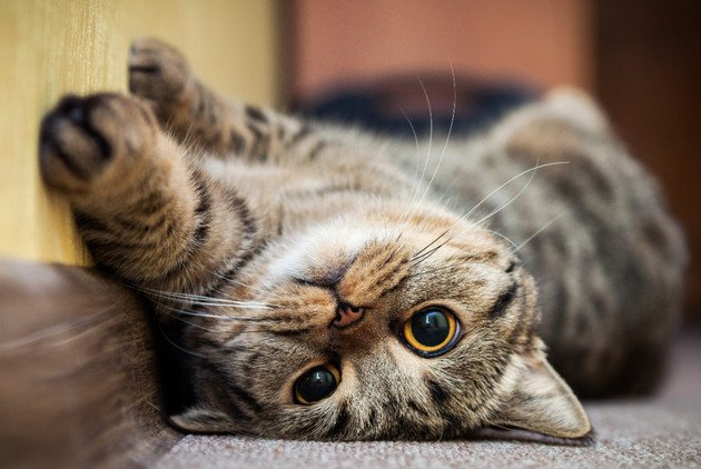 Hình nền mèo đẹp cho máy tính