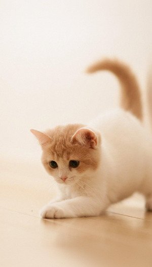 Hình nền mèo đẹp