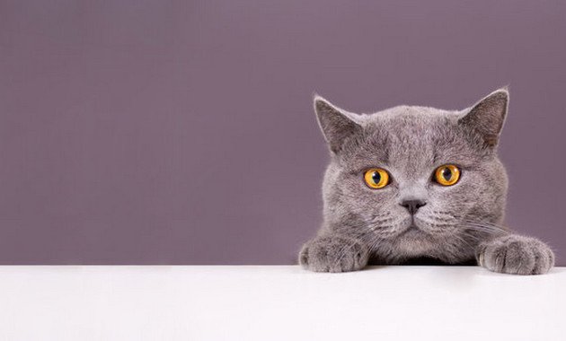 Hình nền mèo Simmy độc đáo