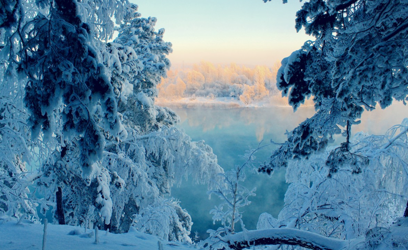 Hình ảnh đẹp cho máy tính: Rừng thông phủ tuyết trắng xóa