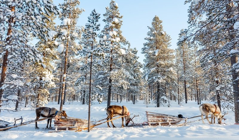 Hình ảnh đẹp cho máy tính: Ông già Noel và tuần lộc