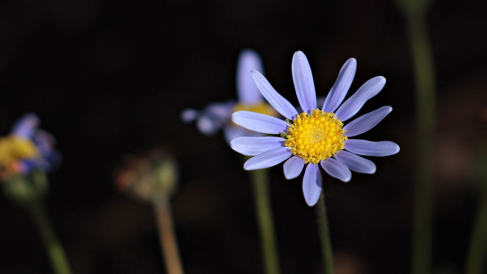 Hình nền máy tính hoa cúc họa mi đẹp như mơ