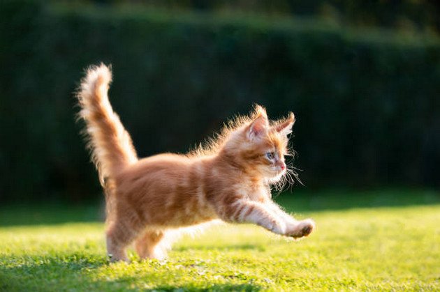 Mèo con đùa nghịch trong ánh nắng bình minh