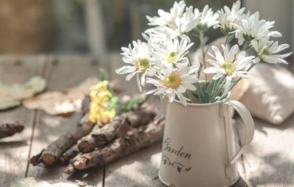 Hình Nền Máy Tính Hoa Cúc Họa Mi: Tải Về Miễn Phí, Làm Mới Không Gian Của Bạn