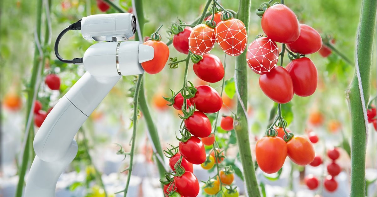 Thị giác máy tính trong ứng dụng nông nghiệp thông minh