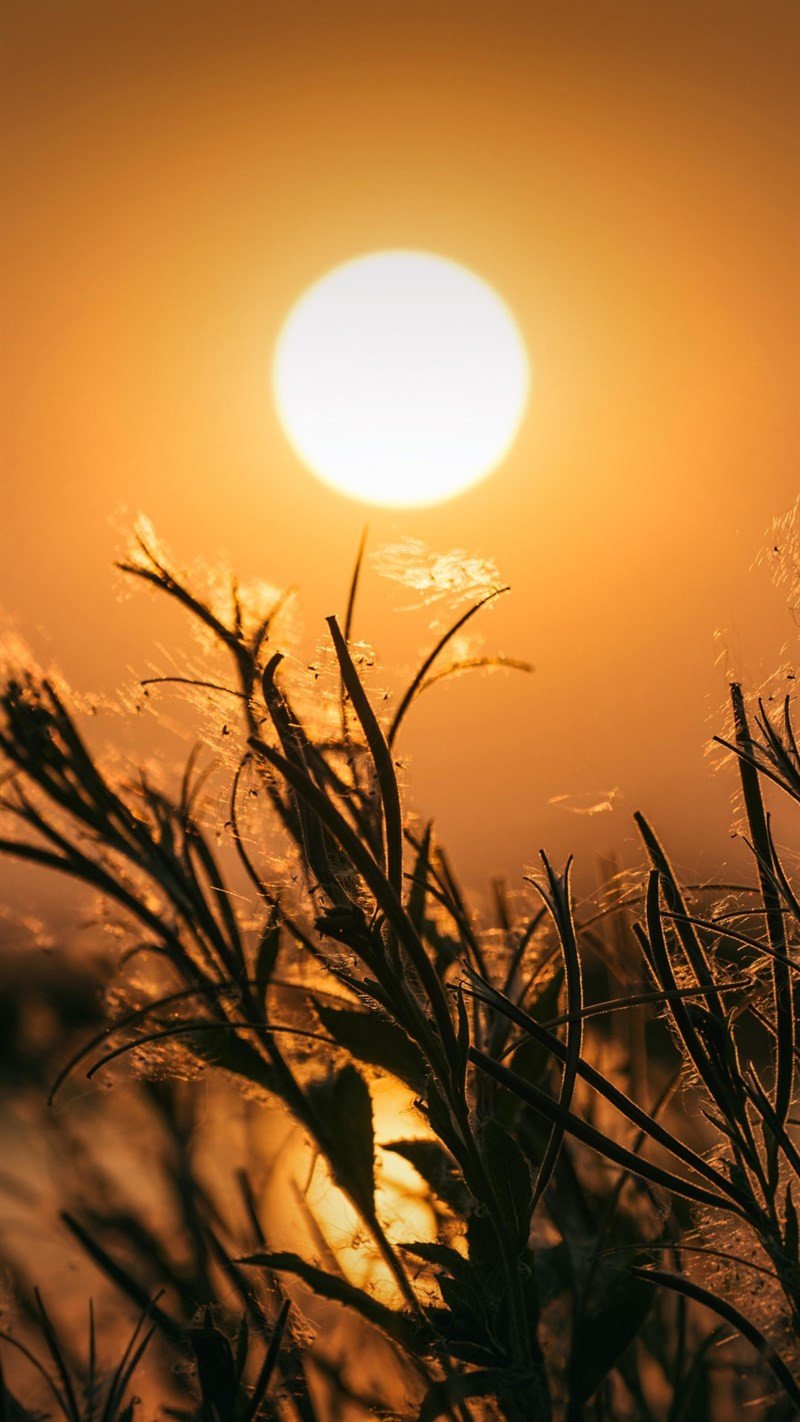 Wallpaper bình minh tại khu rừng nguyên sinh với những tia nắng len lỏi