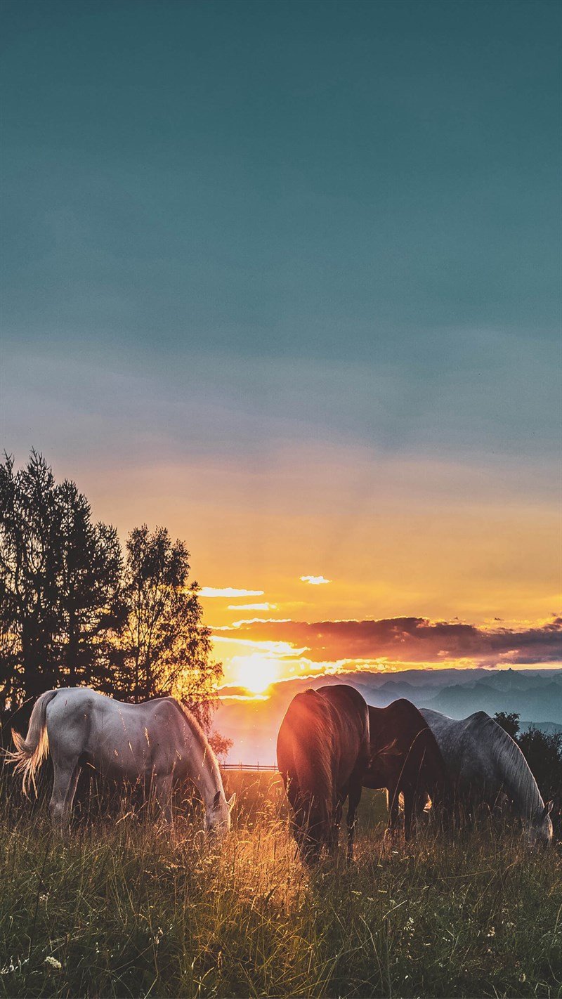 Wallpaper bình minh với bầu trời trong xanh và những đám mây hồng nhẹ nhàng