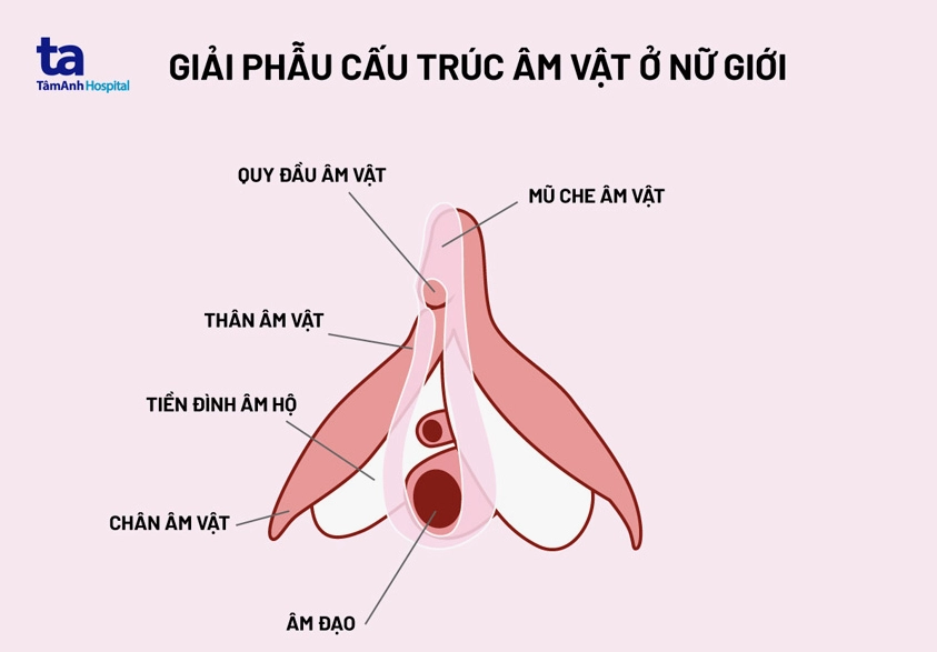 giải phẫu cấu trúc của âm vật