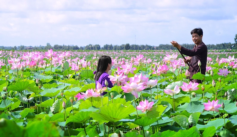 Ngắm thảm sen hồng
